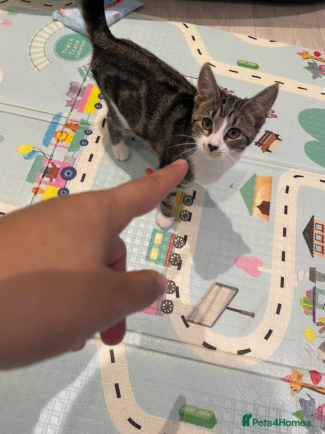 European cats for sale: Grey and white tappy domestic shorthair for sale in London - Advert 2