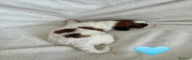 Cockapoo Puppy 1