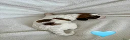 Cockapoo dogs for sale: F2B Parti/apricot miniature cockapoo puppies  in Swansea - Advert 3