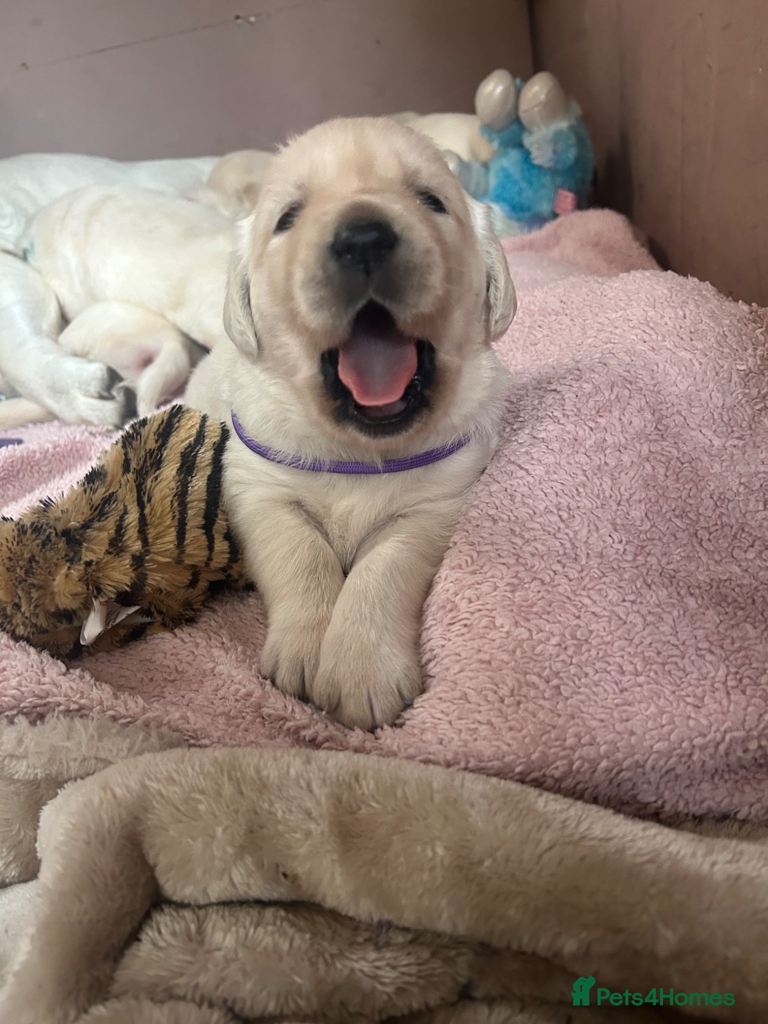 Goldador dogs Labrador Retriver fci champion golden retriver - Advert 1
