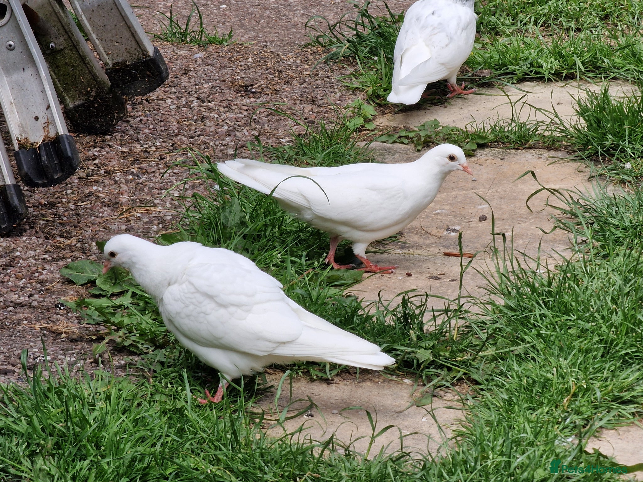 Pigeons birds White tumbler pigeons  - Advert 3