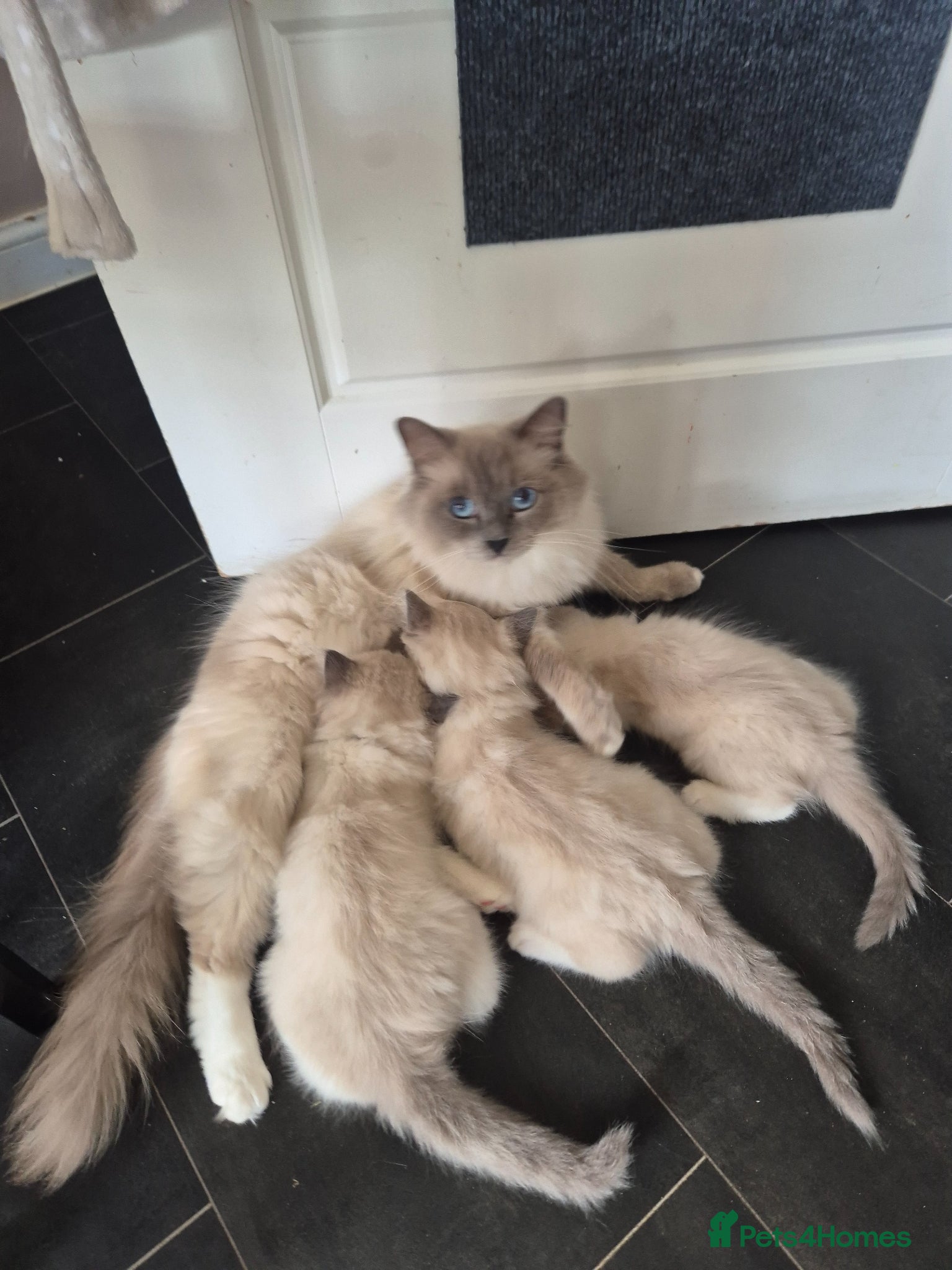 Ragdoll cats for sale: ✨ Stunning Ragdoll Kittens-Blue/Bi-Colour ✨ - Advert 1