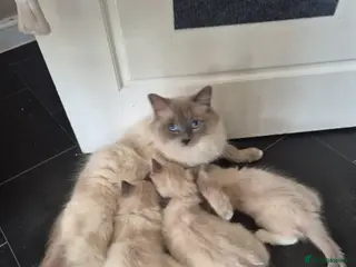 Ragdoll cats for sale: ✨ Stunning Ragdoll Kittens-Blue/Bi-Colour ✨ - Advert 1