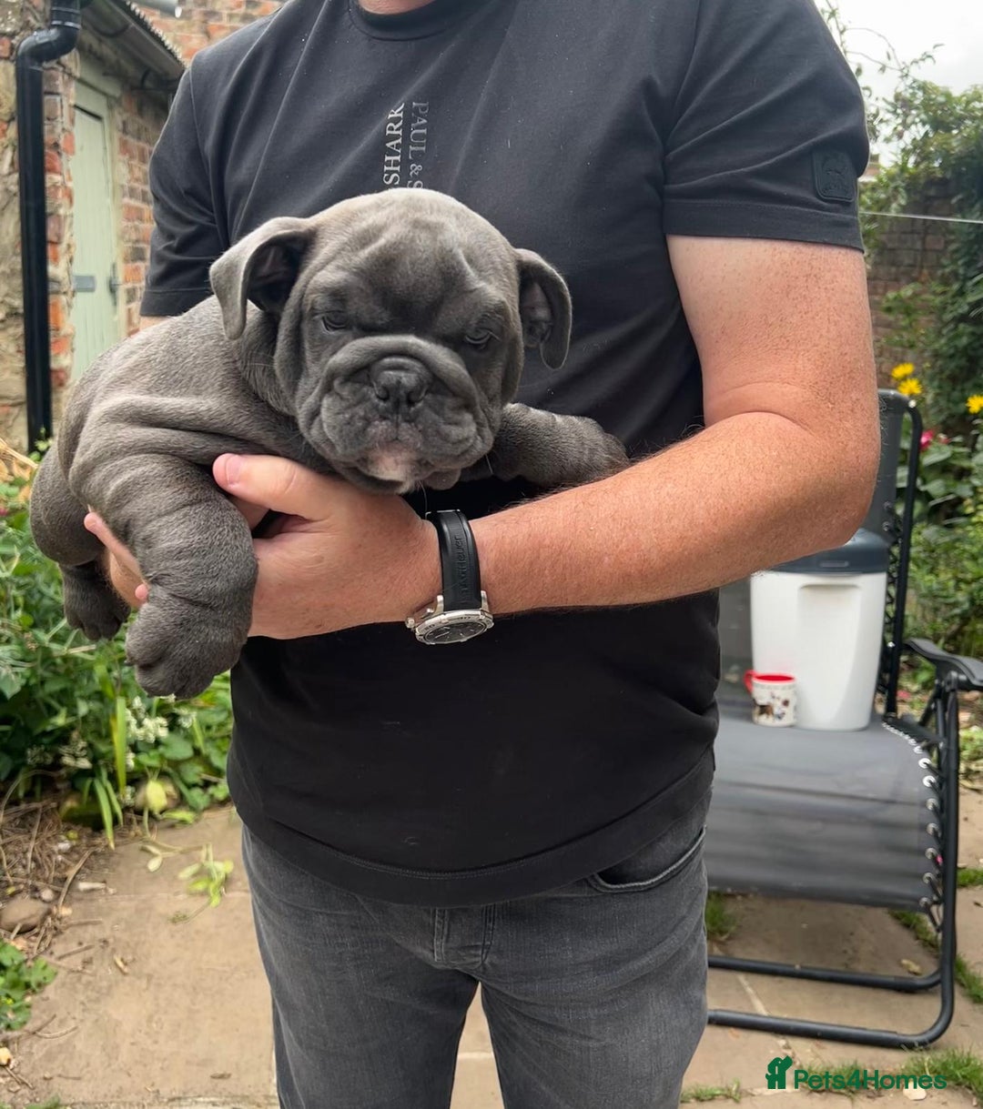 English Bulldog dogs for sale: Here come the Girls - Image 21