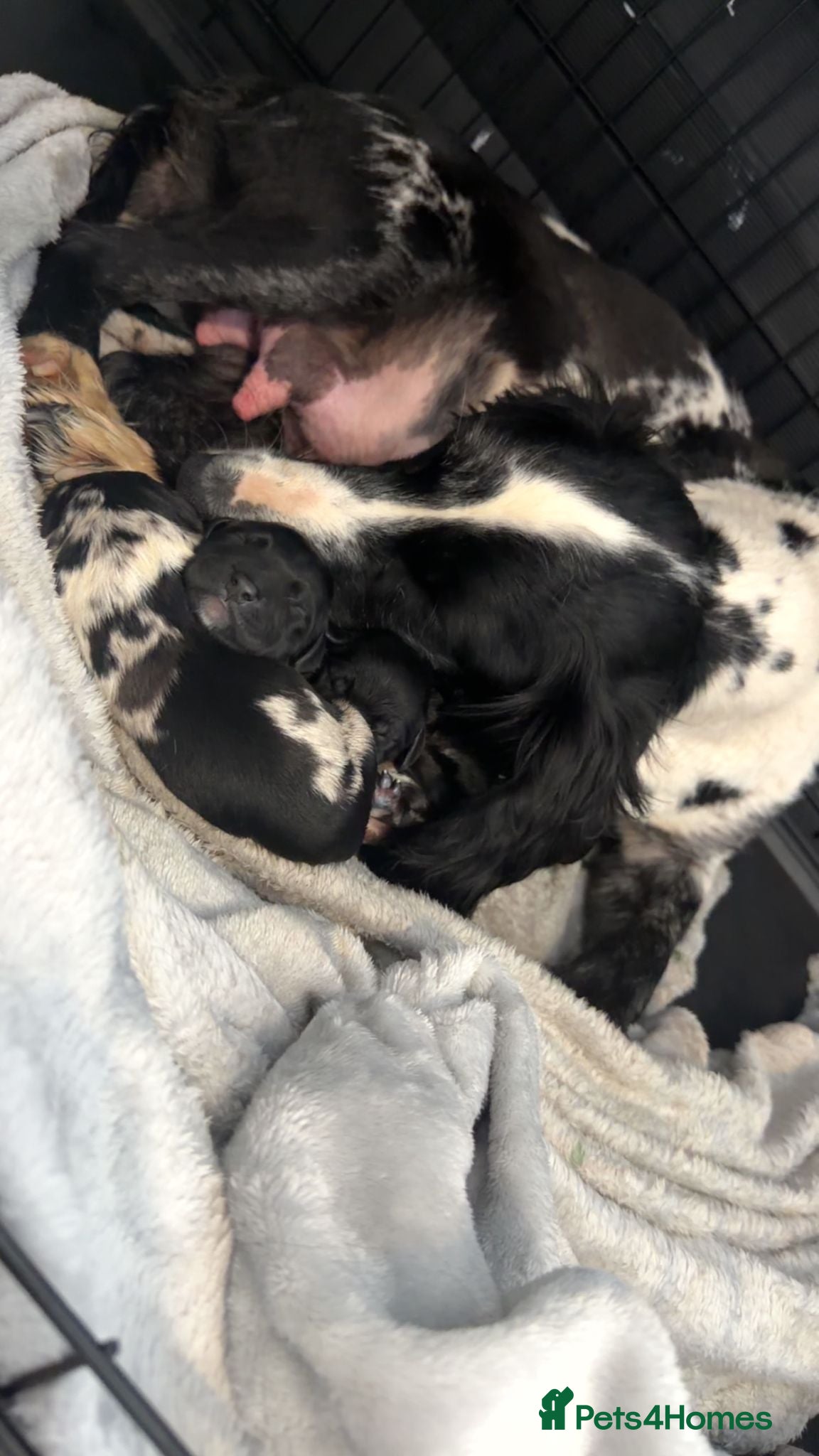 Cocker Spaniel dogs Beautiful Male Cocker Spaniel Puppies - Advert 1
