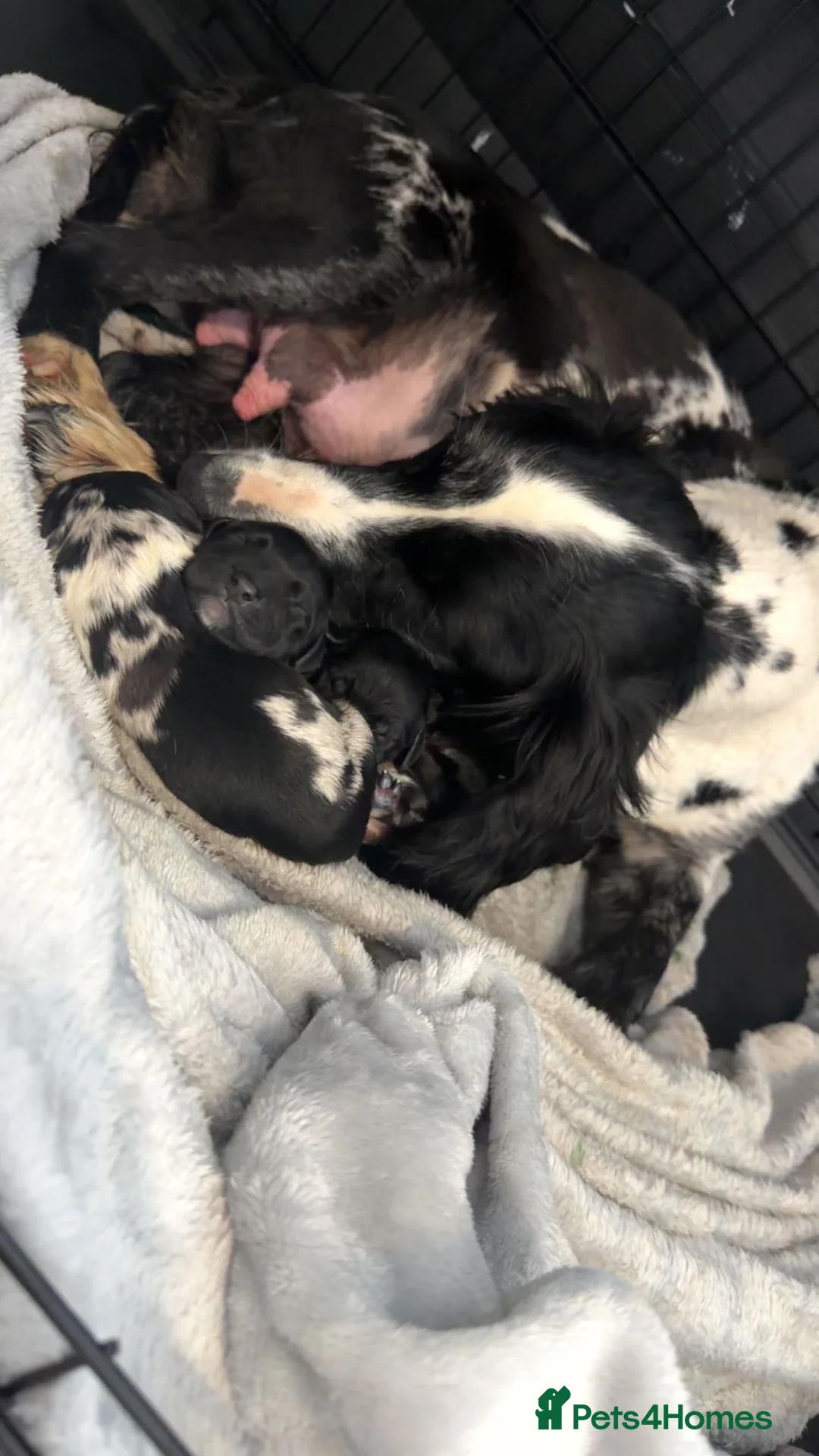 Cocker Spaniel dogs for sale: Beautiful Male Cocker Spaniel Puppies - Advert 2