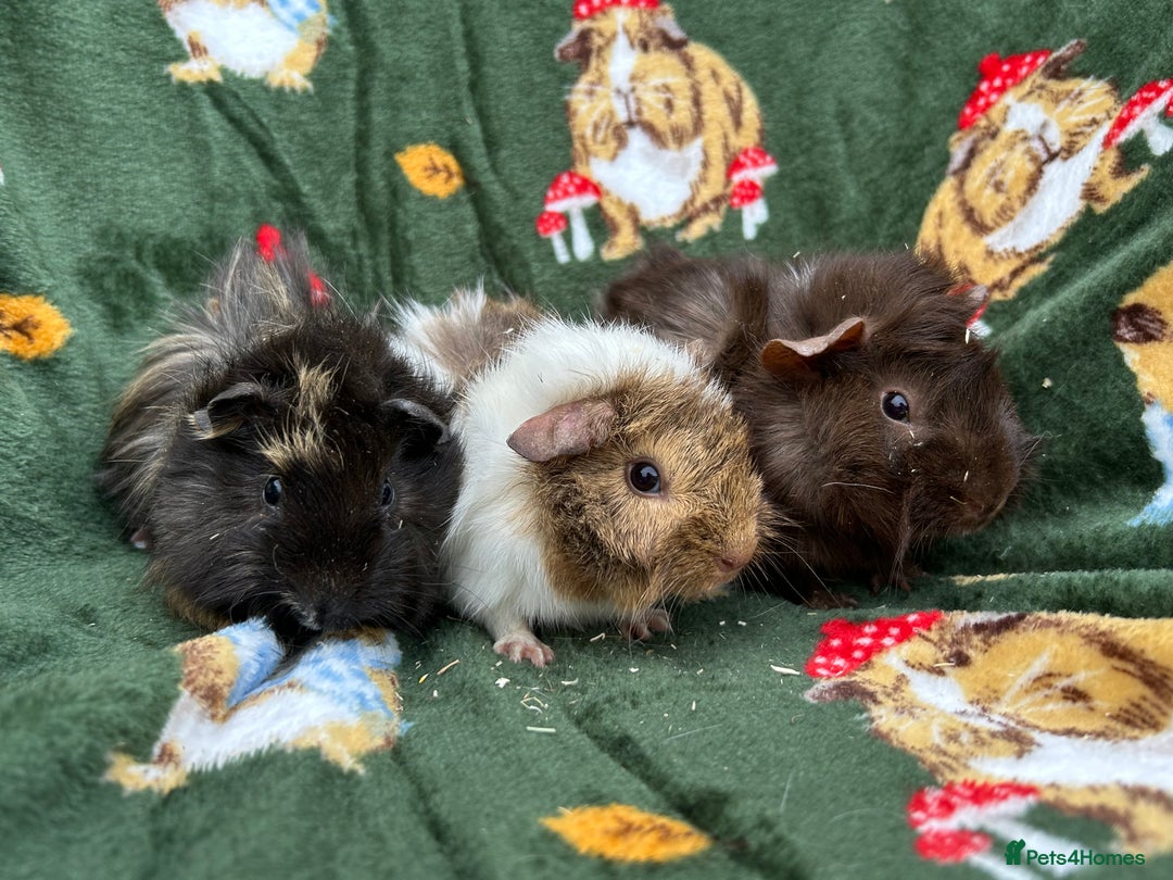 Guinea Pig rodents for sale: Baby Female Guineapigs  - Image 5
