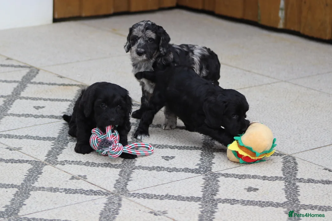 Cockapoo dogs for sale: F1 Cockapoo puppies for sale - Advert 23