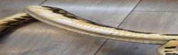 Python Snake reptiles for sale: Adult Super Leopard Special YB Het Clown Het Pied in Leighton Buzzard - Advert 3