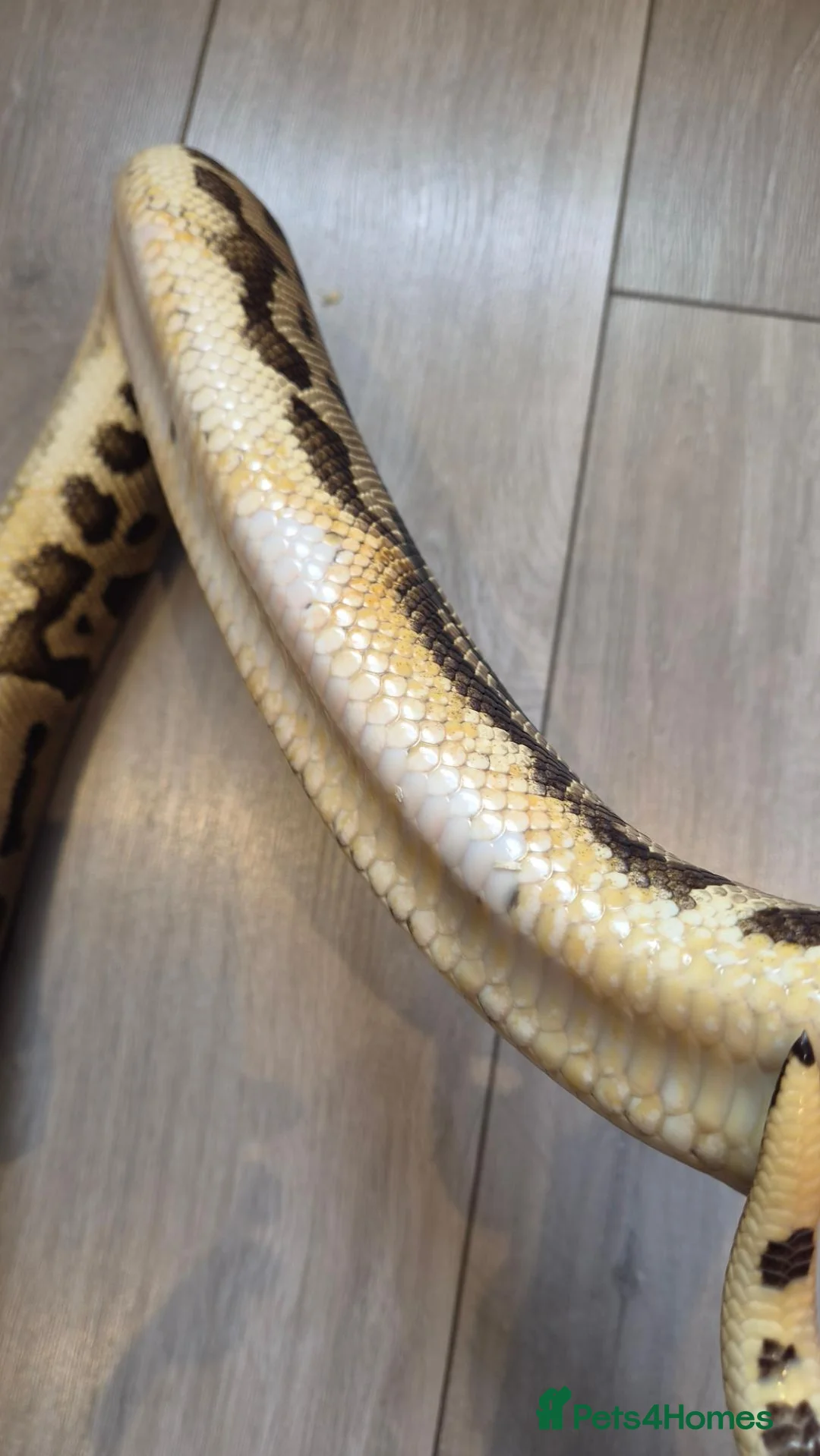 Python Snake reptiles for sale: Adult Super Leopard Special YB Het Clown Het Pied in Leighton Buzzard - Advert 3