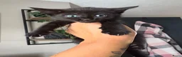 Mixed Breed cats for sale: Cute Black Kittens  - Advert 8