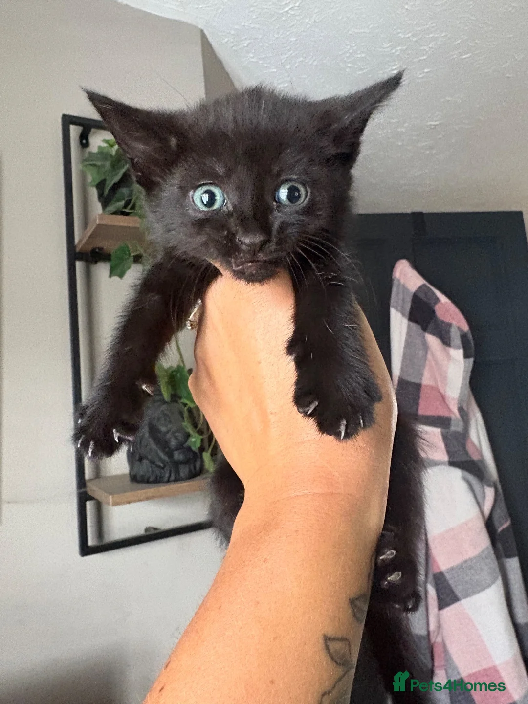 Mixed Breed cats for sale: Cute Black Kittens  - Advert 8