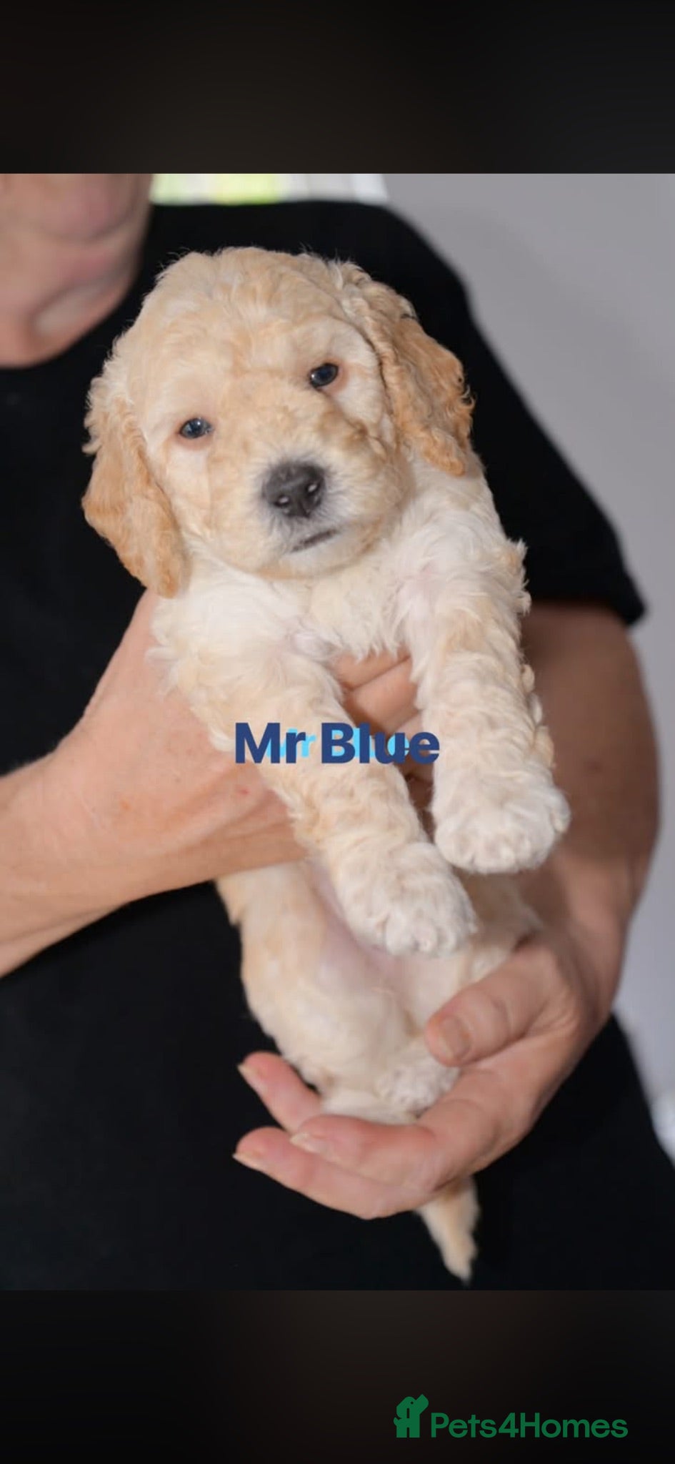 Mini Goldendoodle dogs Mini Goldendoodle  - Advert 2