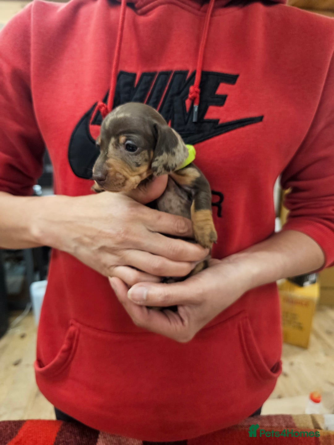 Miniature Dachshund dogs for sale: KC Registered Miniature Dachshund Puppies - Image 25