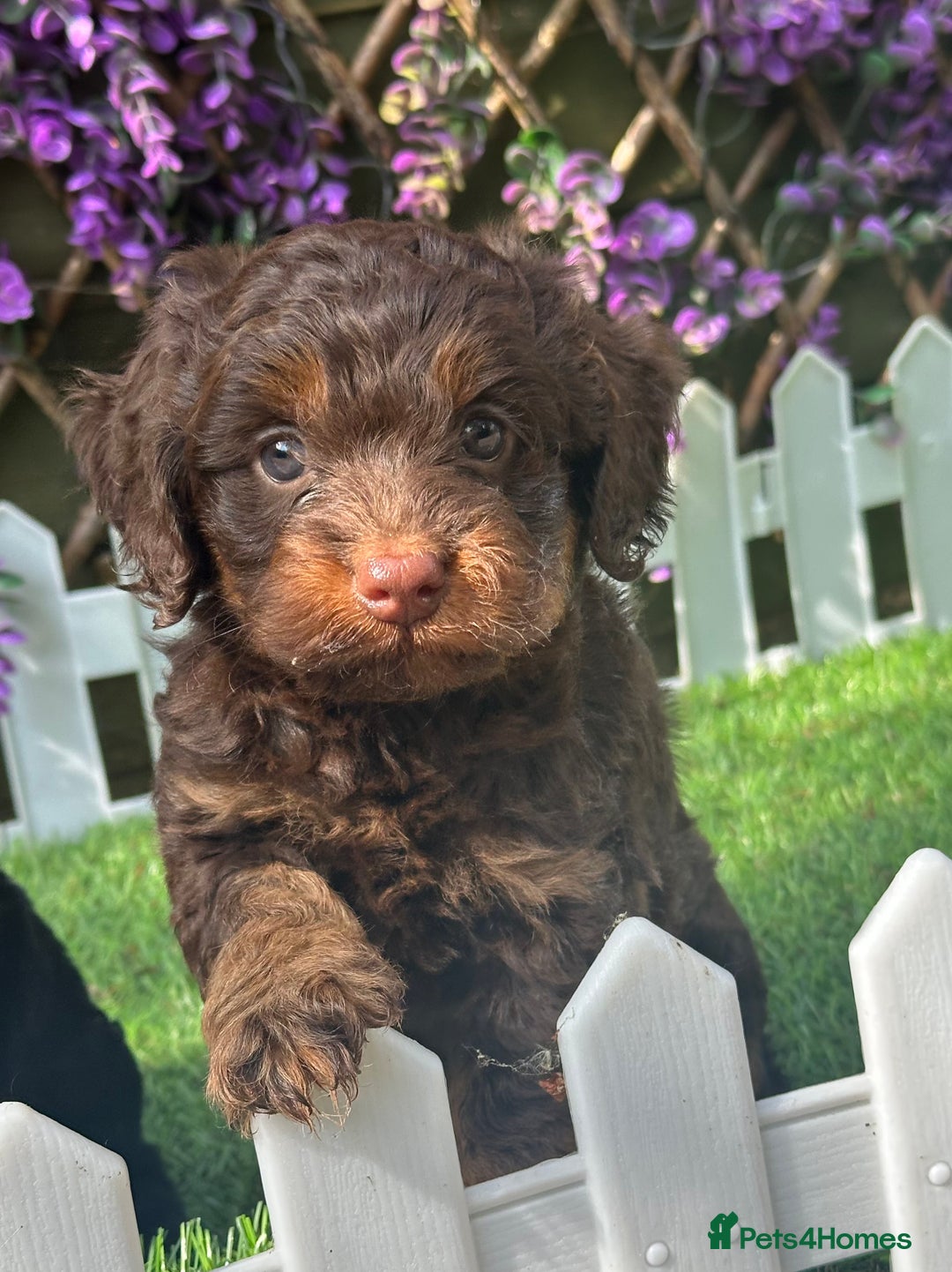 Cockapoo dogs for sale: Gorgeous Toy Cockapoo Girls - Image 6