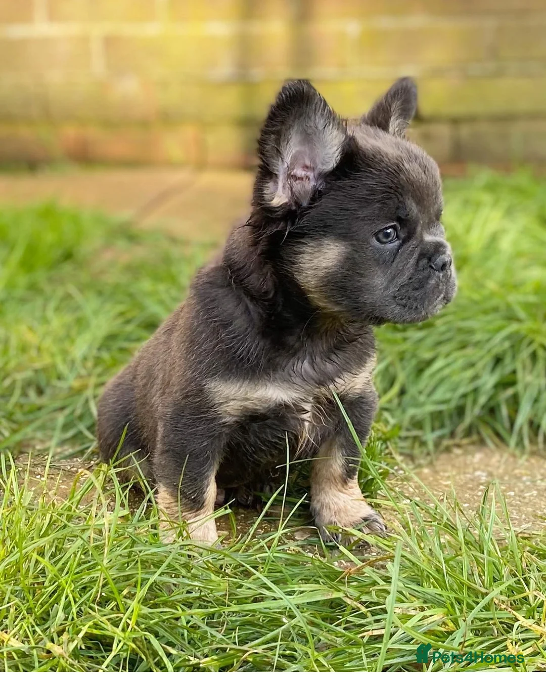 French Bulldog dogs for stud: FULL FLUFFY FRENCHIE KC REGISTERED Small compact  in Haywards Heath - Advert 8