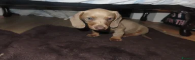 Dachshund 1