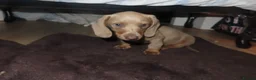 Dachshund dogs for sale: Dachshund puppies - Advert 7