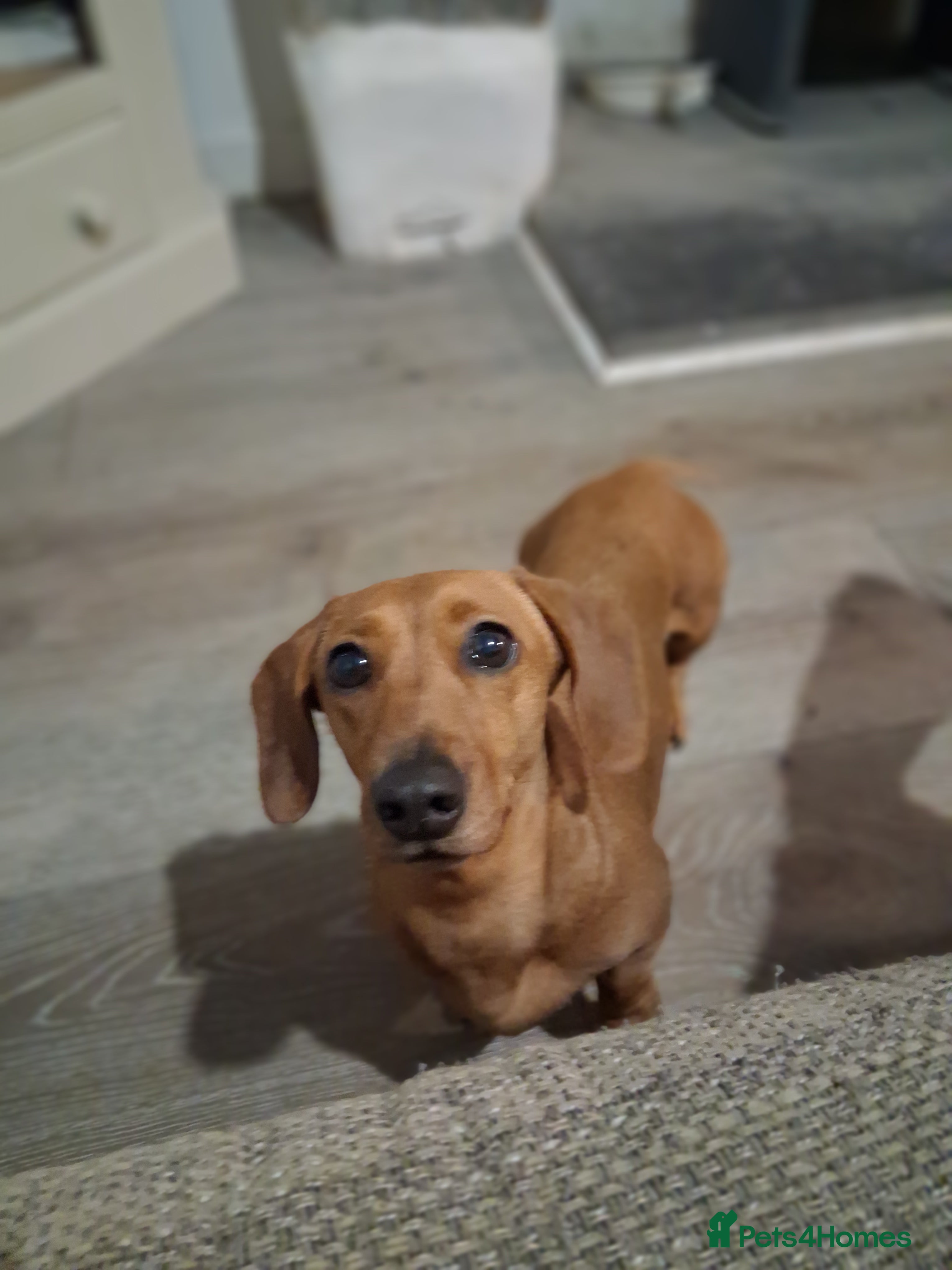 Doxiepoo dogs Doxipoo  - Advert 2