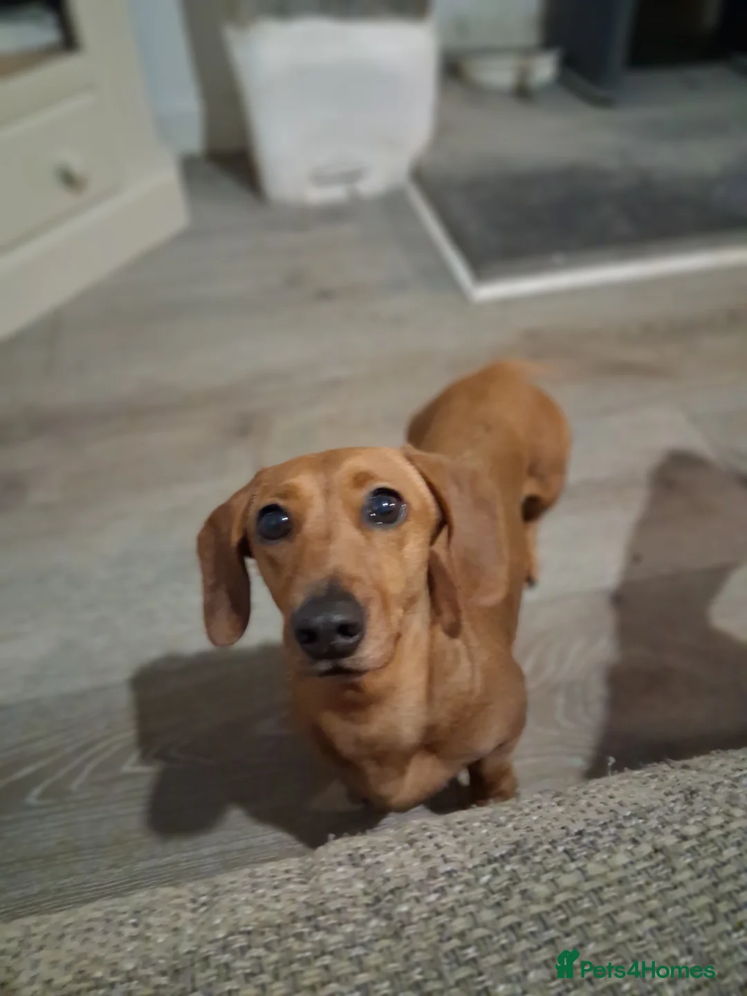 Doxiepoo dogs for sale: Doxipoo  - Advert 1