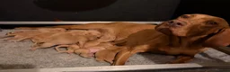 Hungarian Vizsla dogs for sale: KC Reg Hungarian Vizsla Pups Health Tested Parents - Advert 7