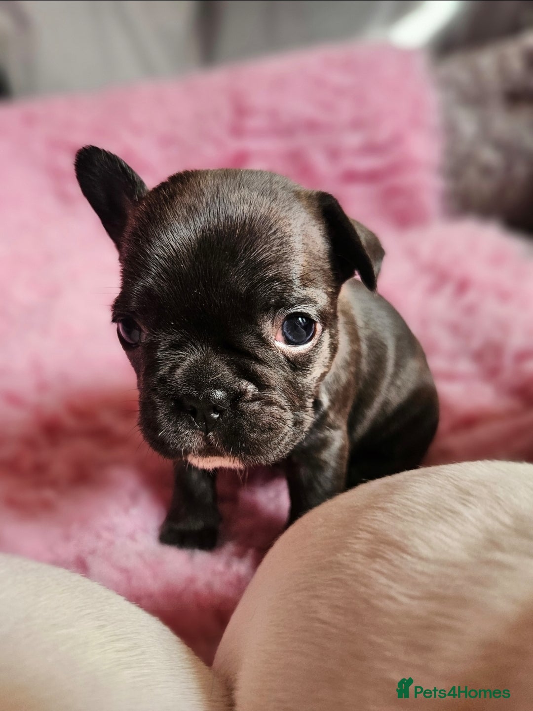 French Bulldog dogs for sale: French Bulldog looking for a loving home ❤️ - Image 4