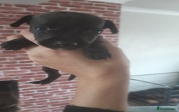 Patterjack dogs for sale: Paterjacks  - Image 3