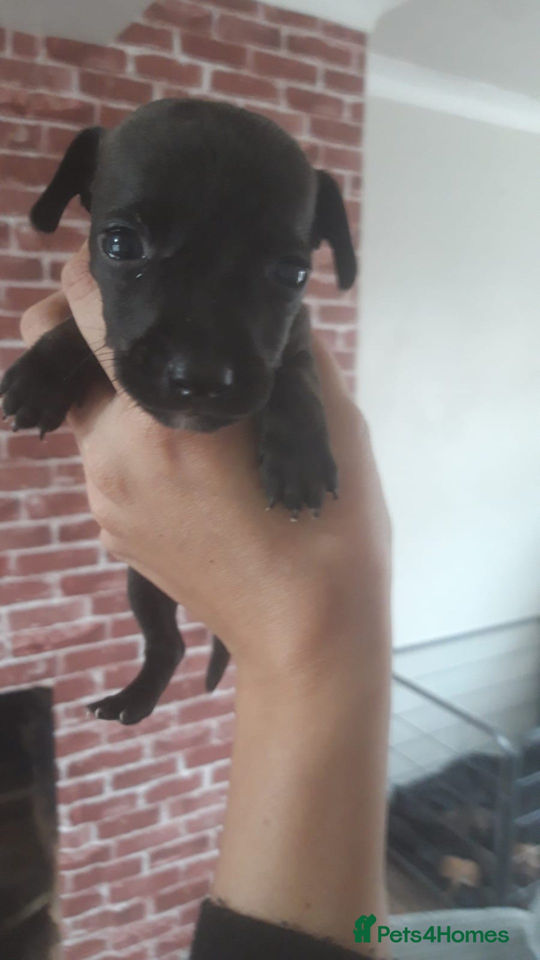 Patterjack dogs for sale: Paterjacks  - Image 3