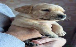 Labrador Retriever dogs for sale: 8 Beautiful Golden Labrador Puppies  - Advert 13