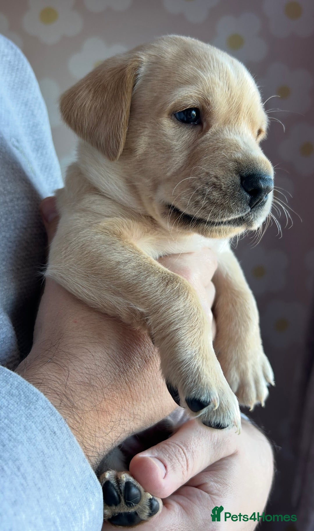 Labrador Retriever dogs for sale: 8 Beautiful Golden Labrador Puppies  - Advert 13