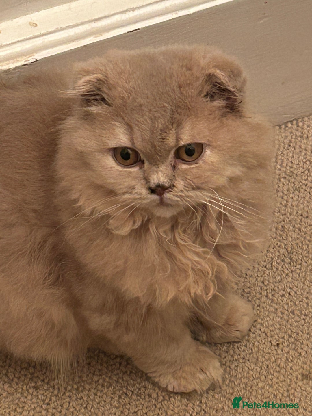 Scottish Fold cats for sale: 🩷Scottish fold kitten One Available 🩷 - Advert 13