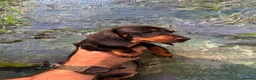 Miniature Dachshund dogs for sale: ONE BOY AVAILABLE FROM LICENCED HOME BREEDER  - Advert 7