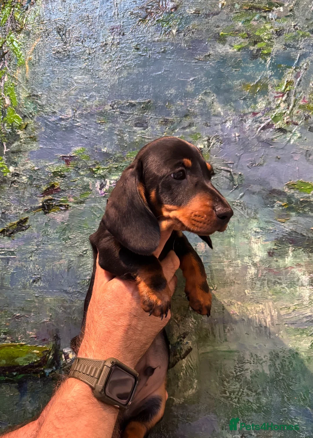 Miniature Dachshund dogs for sale: ONE BOY AVAILABLE FROM LICENCED HOME BREEDER  - Advert 7