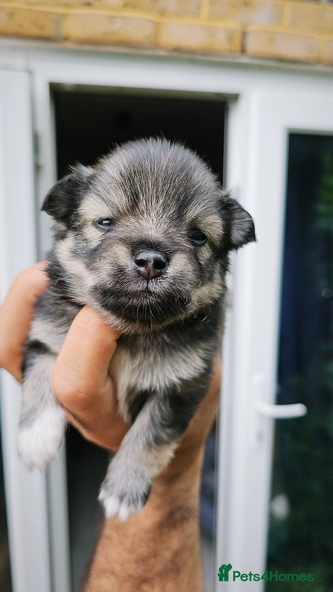 Pomeranian dogs for sale: Pomeranian puppies for loving and caring families  - Image 15