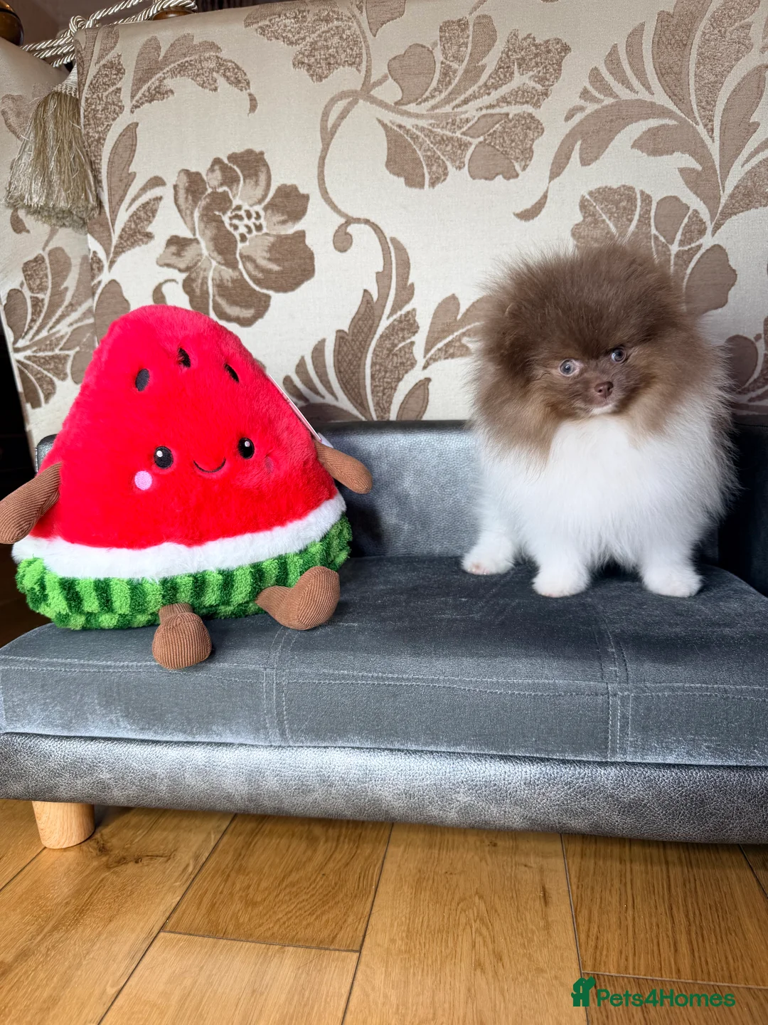 Pomeranian dogs for sale: Cute Pomeranian Boys and Girls  - Advert 11