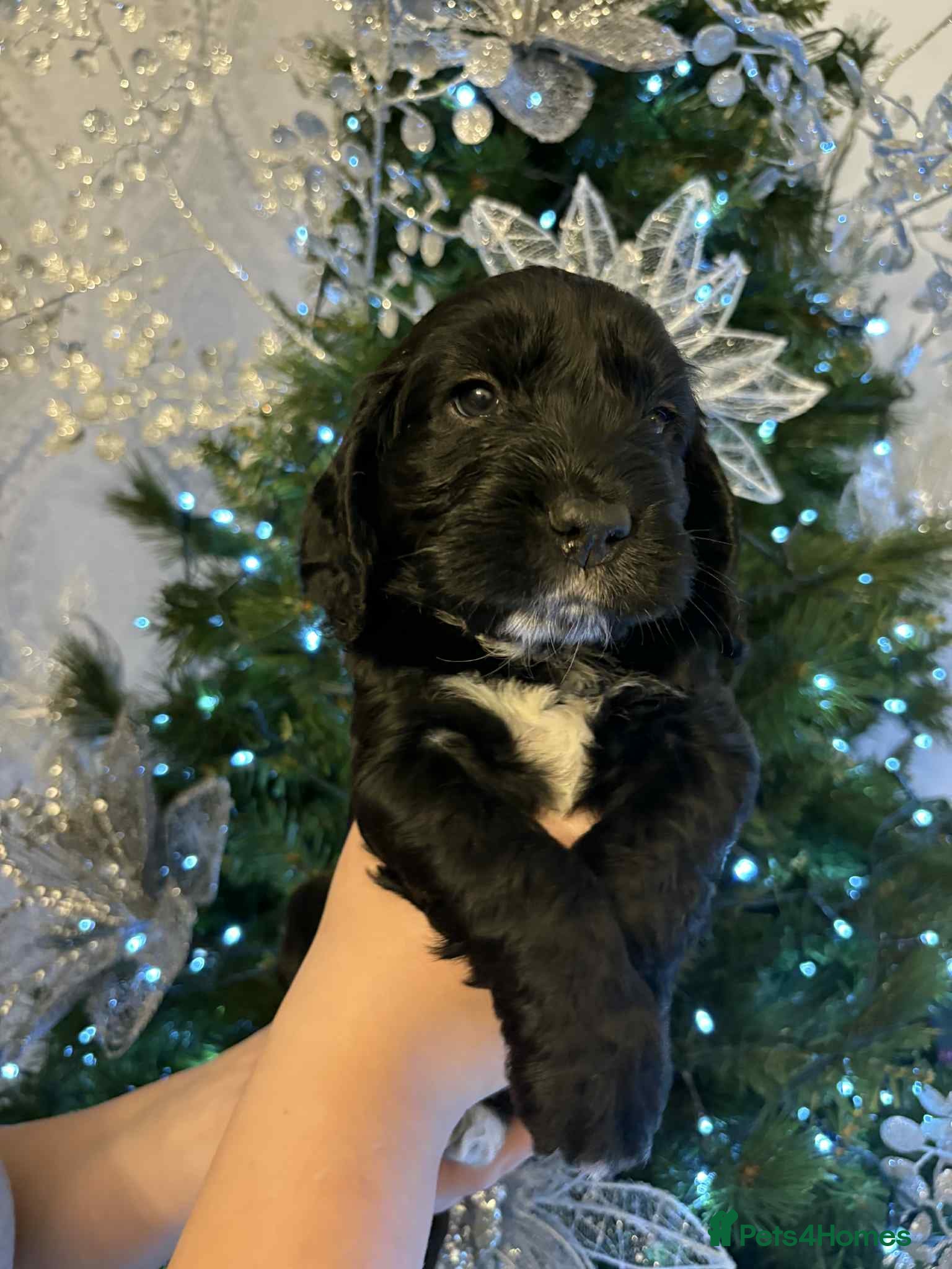 Cockapoo dogs Cockapoo puppies  - Advert 3