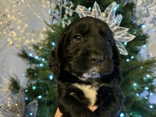 Cockapoo dogs Cockapoo puppies - Advert 7