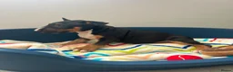 English Bull Terrier dogs for sale: English bull terrier puppies for sale - Advert 11