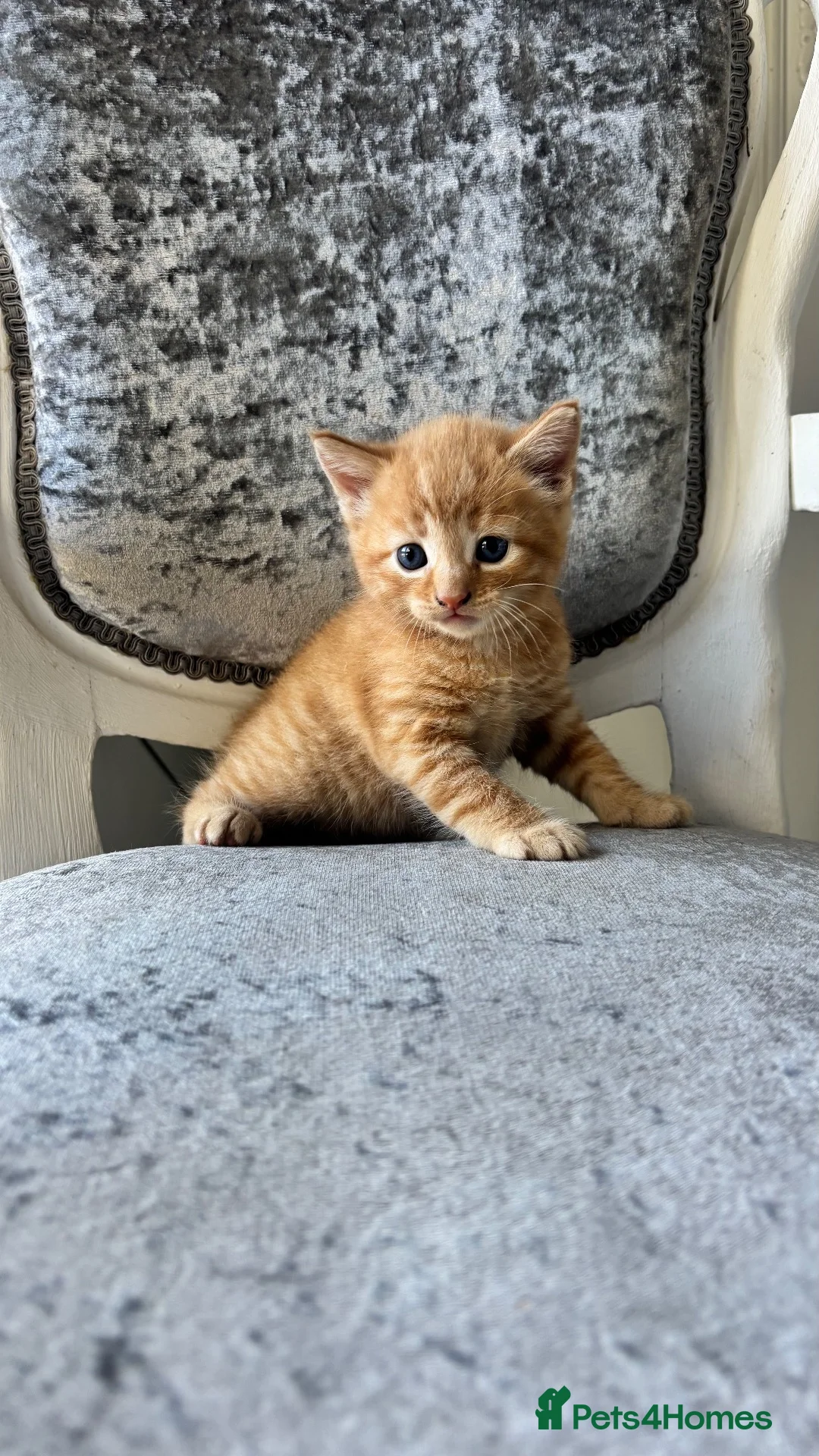 Mixed Breed cats for sale: Beautiful boy & girl kitten ready now  - Advert 2