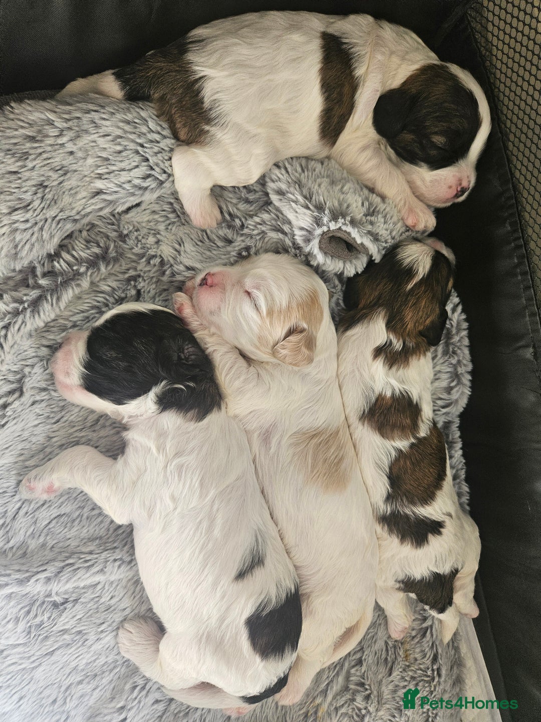 Mixed Breed dogs for sale: Cavapoo/Shihpoo mix - Image 24
