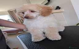 Miniature Poodle dogs for sale: Beautiful KC registered miniature poodles  - Image 23