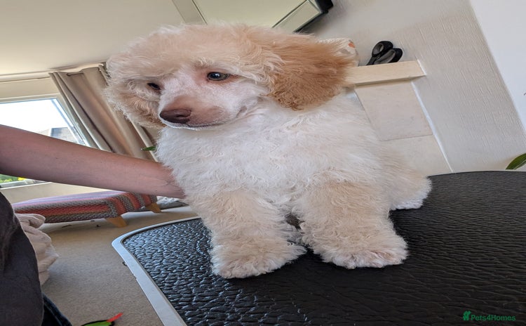Miniature Poodle dogs - Advert 4
