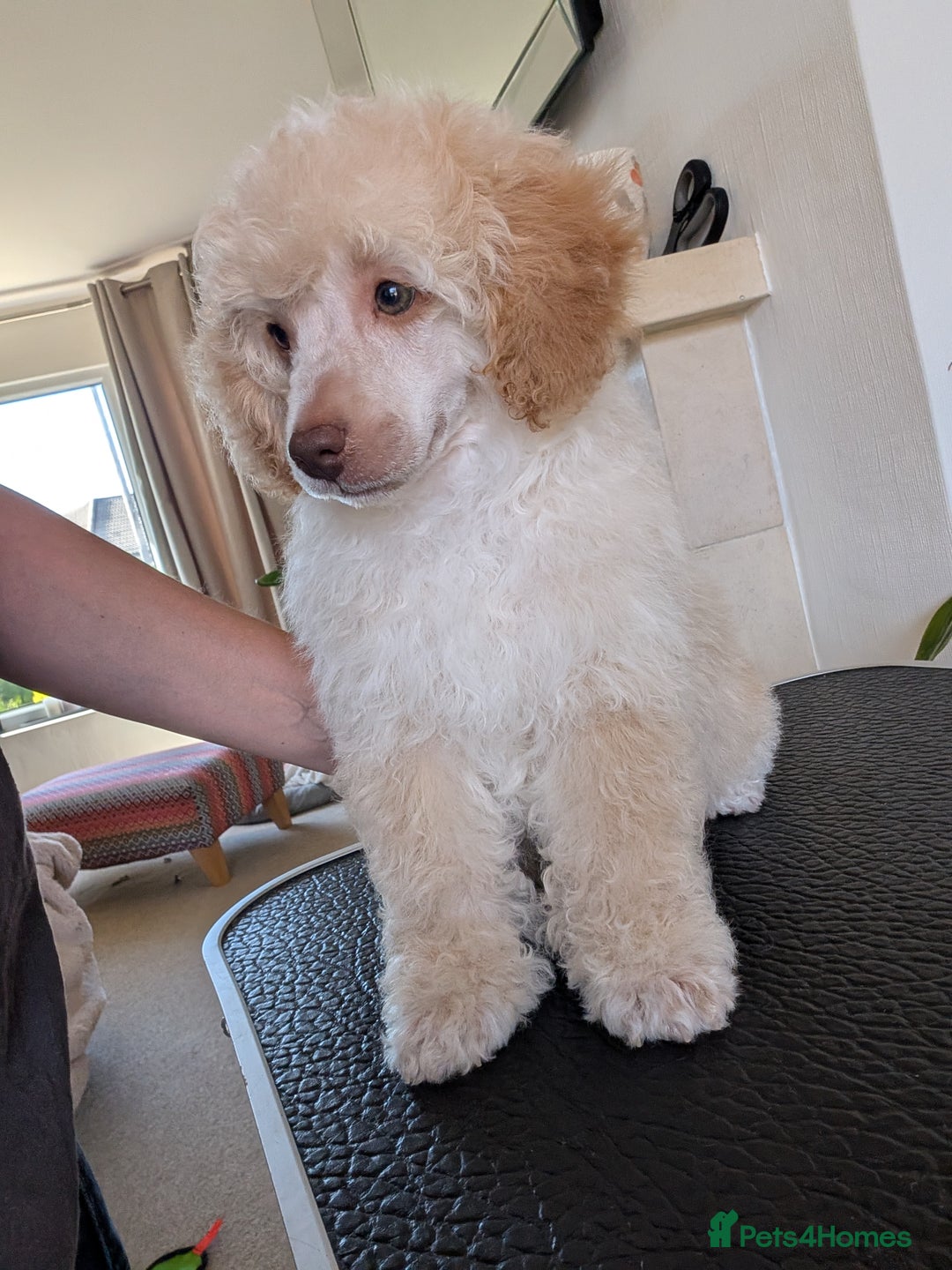 Miniature Poodle dogs for sale: Beautiful KC registered miniature poodles  - Image 23