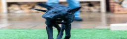 Mixed Breed dogs for adoption: Lovely Lilly - Advert 9