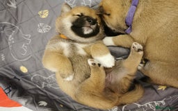 Japanese Shiba Inu dogs for sale: 5 KC Shiba puppies looking for their furever home  - Image 6