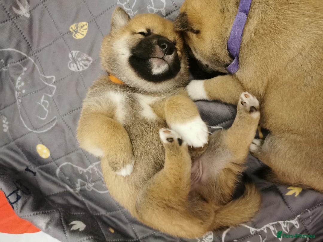 Japanese Shiba Inu dogs for sale: 5 KC Shiba puppies looking for their furever home  - Image 6