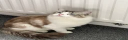 Ragdoll cats for sale: Ragdoll  - Advert 4