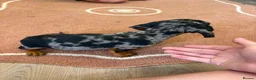 Dachshund dogs for sale: Beautiful puos - Advert 12