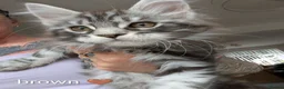 Maine Coon cats for sale: 🐾 Stunning Maine Coon Kittens Looking for  - Advert 10