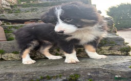 Bearded Collie dogs for sale: 💥3/4 beautiful BEARDIE BOY! 💥 - Advert 17